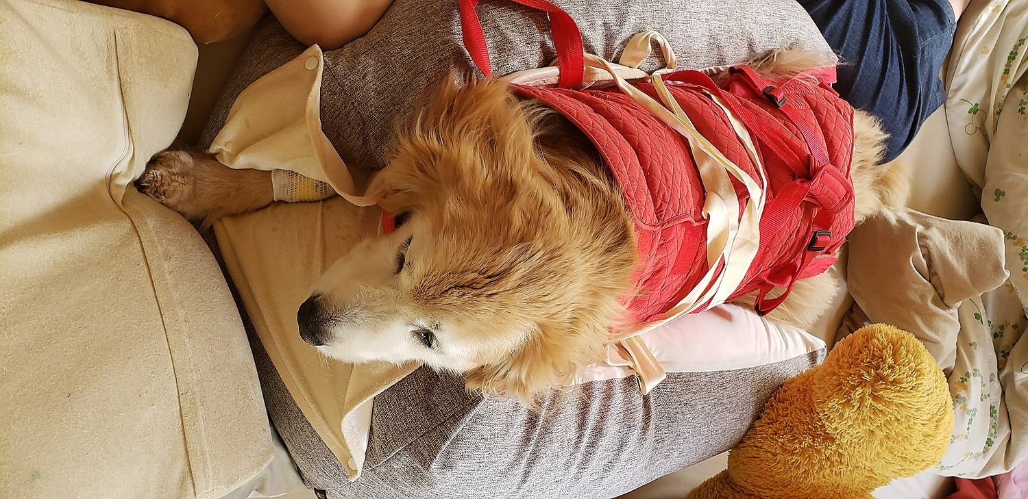 犬介護ベッド ねどっこ 老犬介護 レビュー画像18