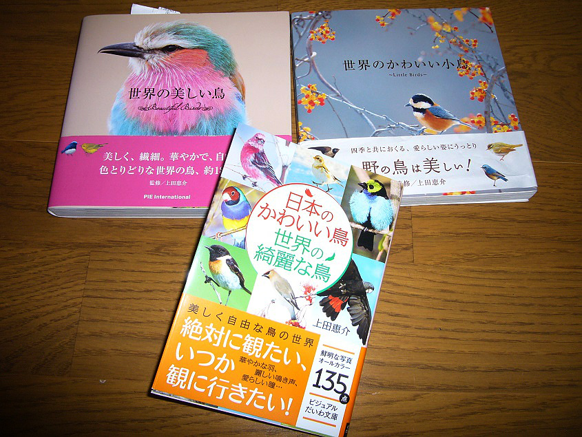 楽天市場 日本のかわいい鳥世界の綺麗な鳥 ビジュアルだいわ文庫 上田恵介 楽天ブックス みんなのレビュー 口コミ