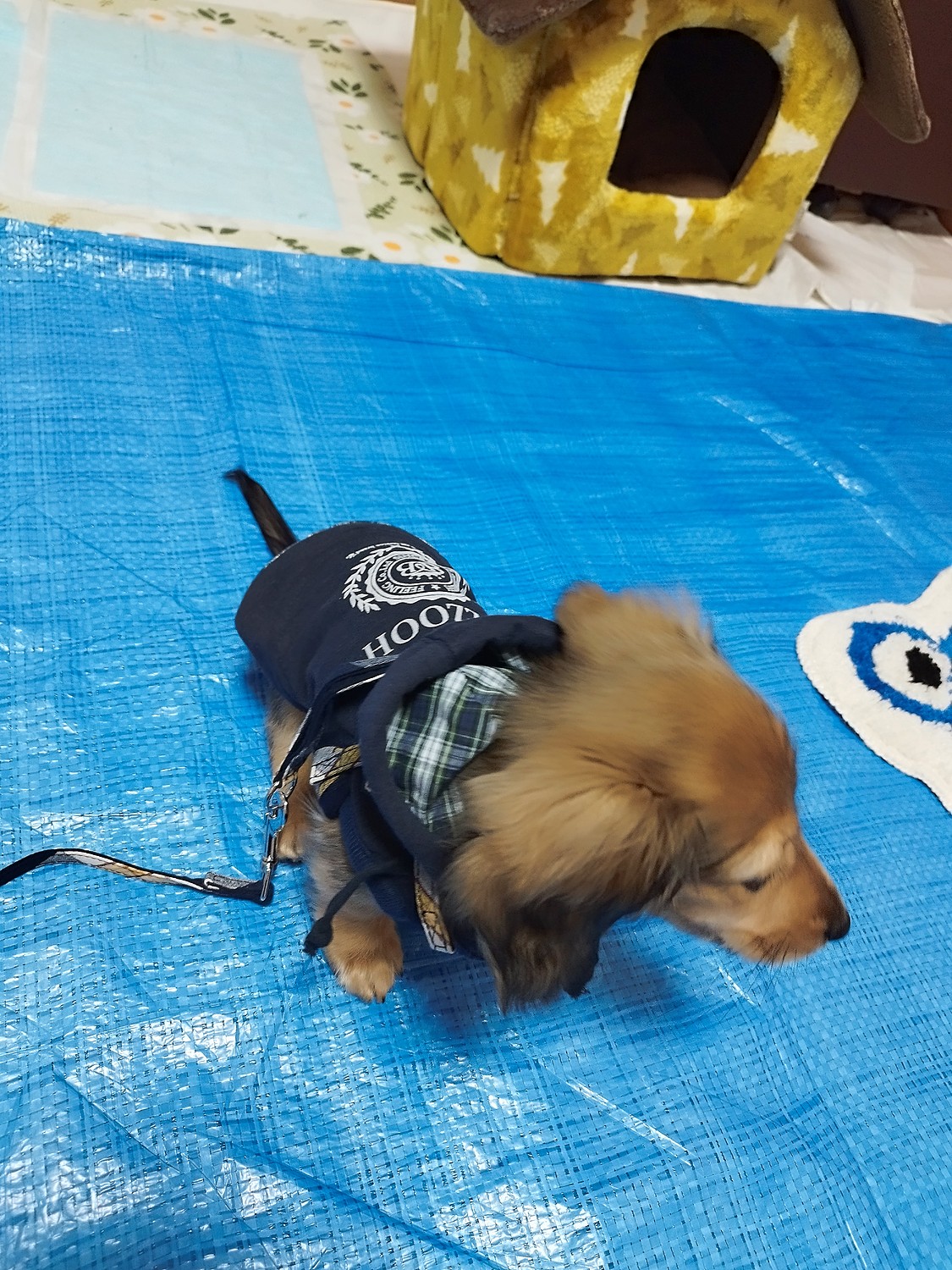 ペットウェア ドッグウェア 犬服 小型犬 かわいい かっこいい パーカー AFRESHFEELING  アフレッシュフィーリング裏チェック柄ワッペン付Buzzoohパーカー SSサイズ(犬猫用品と雑貨のAFRESHFEELING)  みんなのレビュー·口コミ