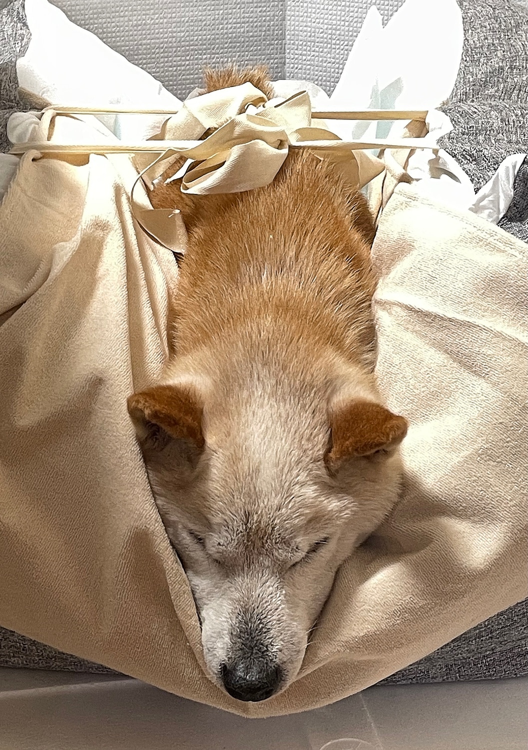 犬介護ベッド ねどっこ 老犬介護 レビュー画像6