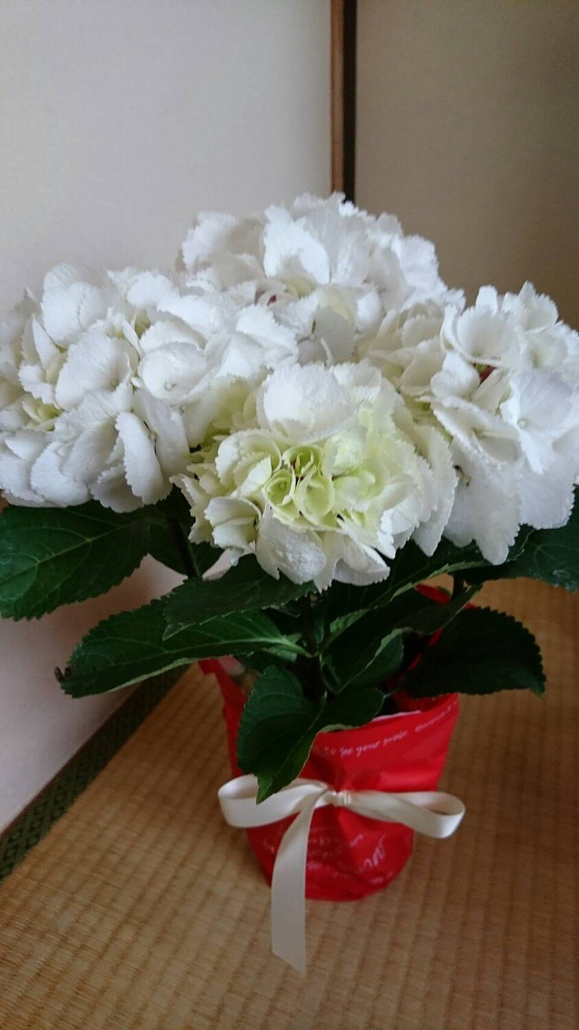 楽天市場 遅れてごめんね母の日21 黒茎アジサイ ゼブラ 4号鉢 あじさい 紫陽花 平田ナーセリー楽天市場店 未購入を含む みんなのレビュー 口コミ