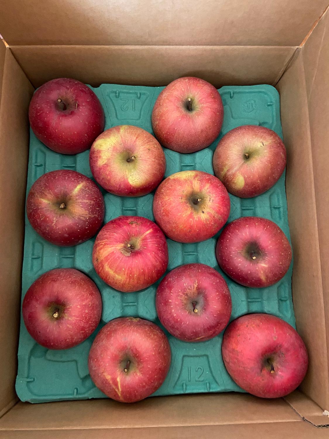 購入者レビュー写真