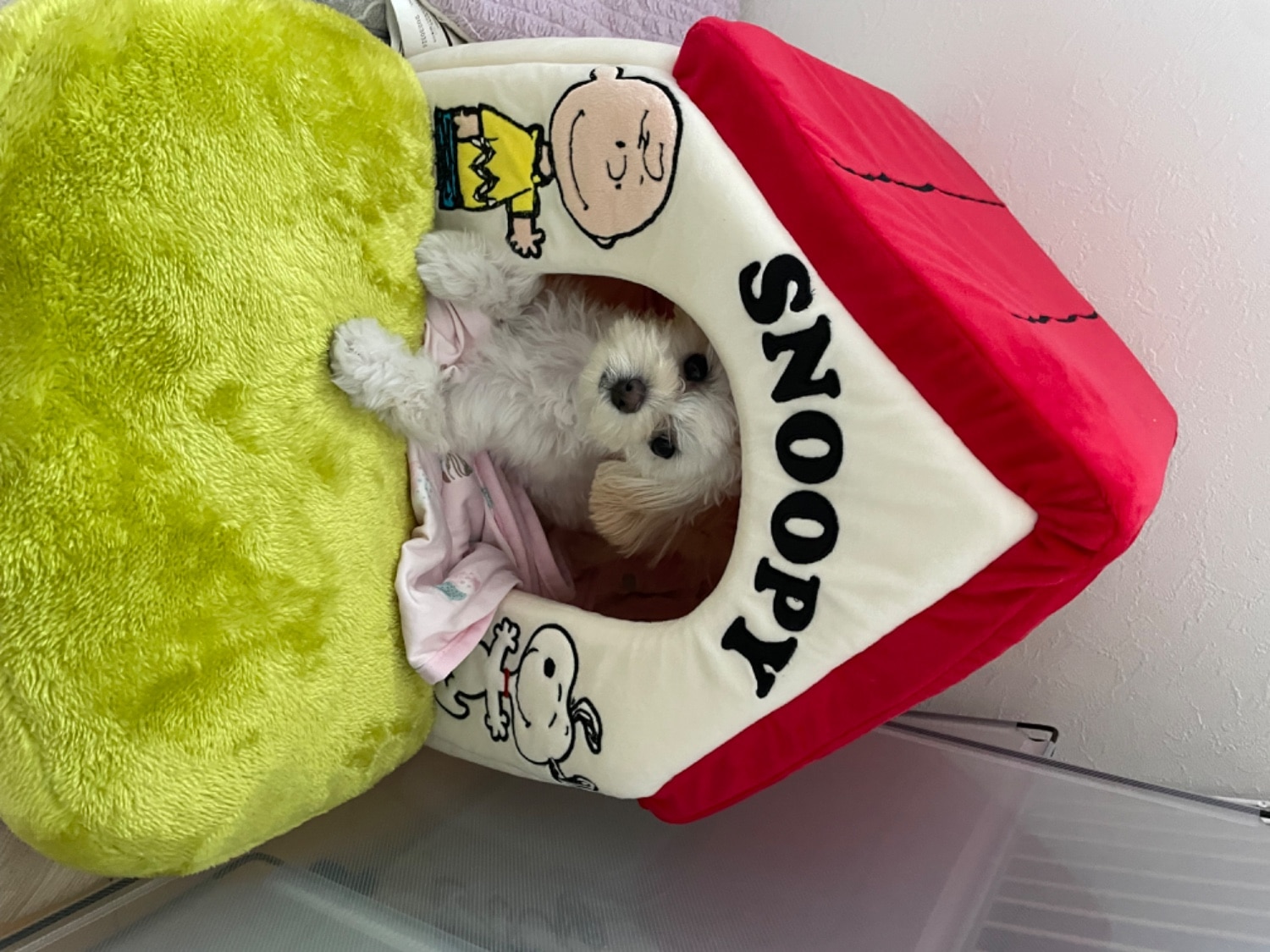スヌーピーハウス 犬用ベッド ペットパラダイス レビュー画像16