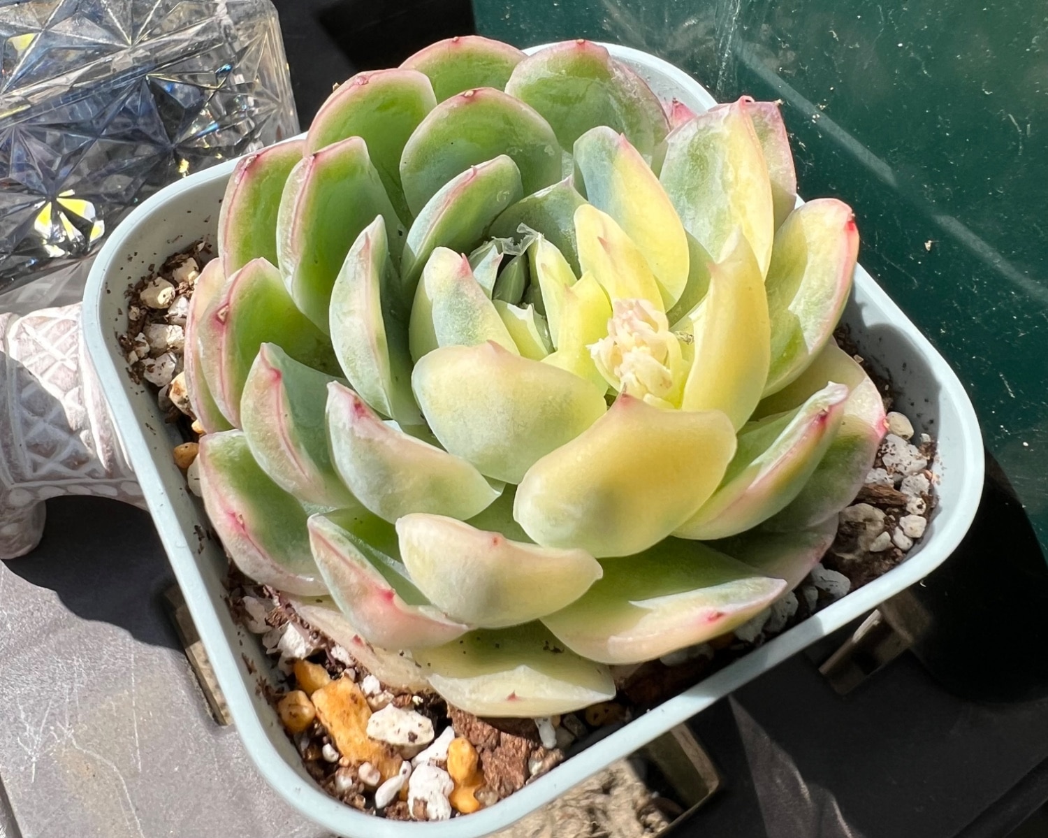 楽天市場】農園直売 多肉植物 寄せ植え エケベリア属 ストロベリー
