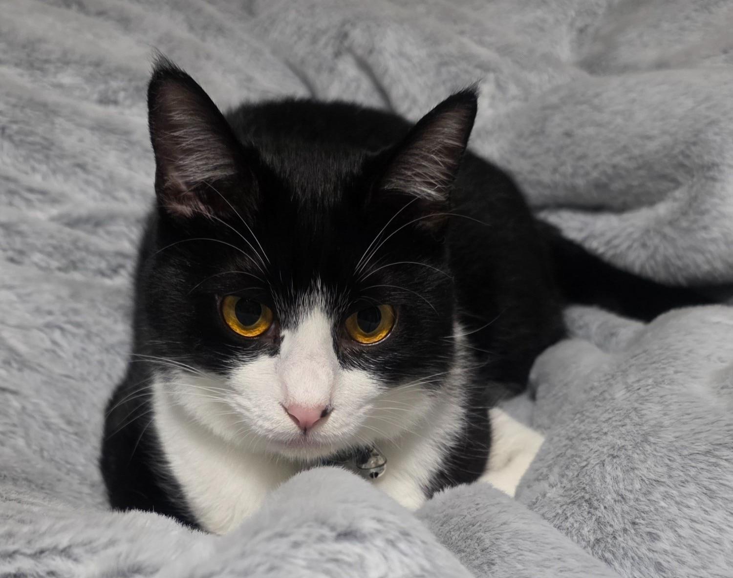 ≪TVで紹介≫ 猫フィール 猫Feel毛布 猫毛布口コミ レビュー画像4