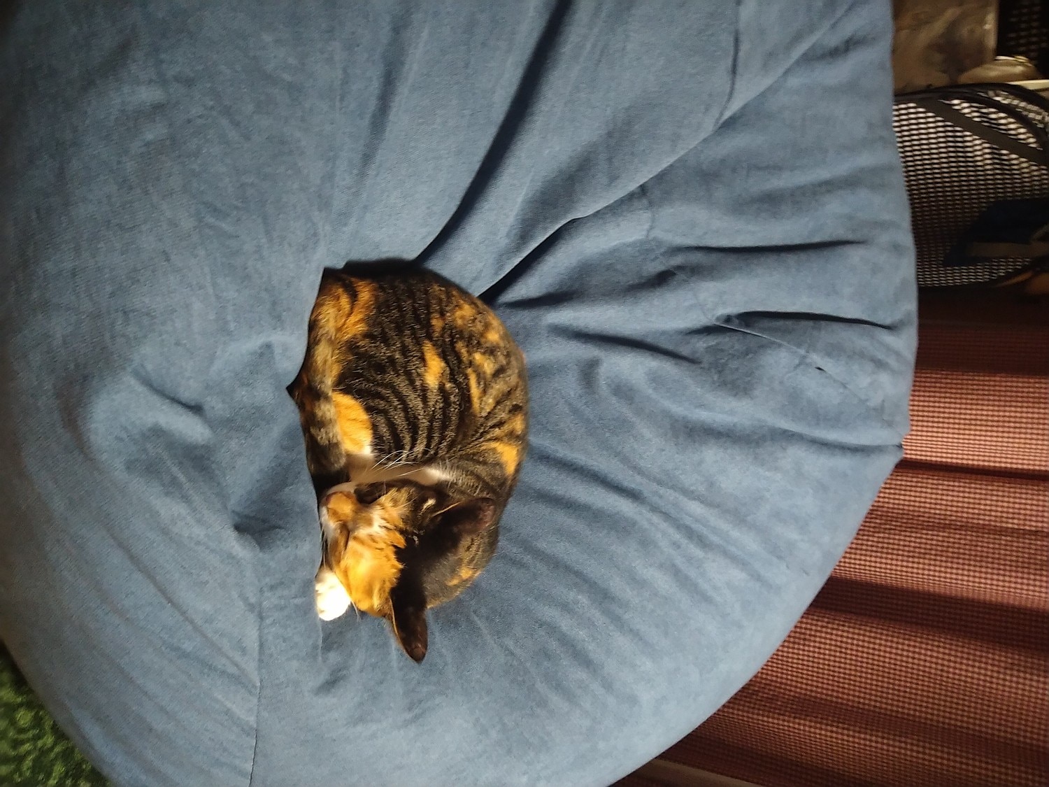 【楽天市場】2人で座れる 超特大クッション 直径124cm 低反発 洗える カバー 座椅子 ソファ ジャンボ 特大 ベルベッド ビーズクッション クッション 大きい 抱き枕 一人掛けソファ 円