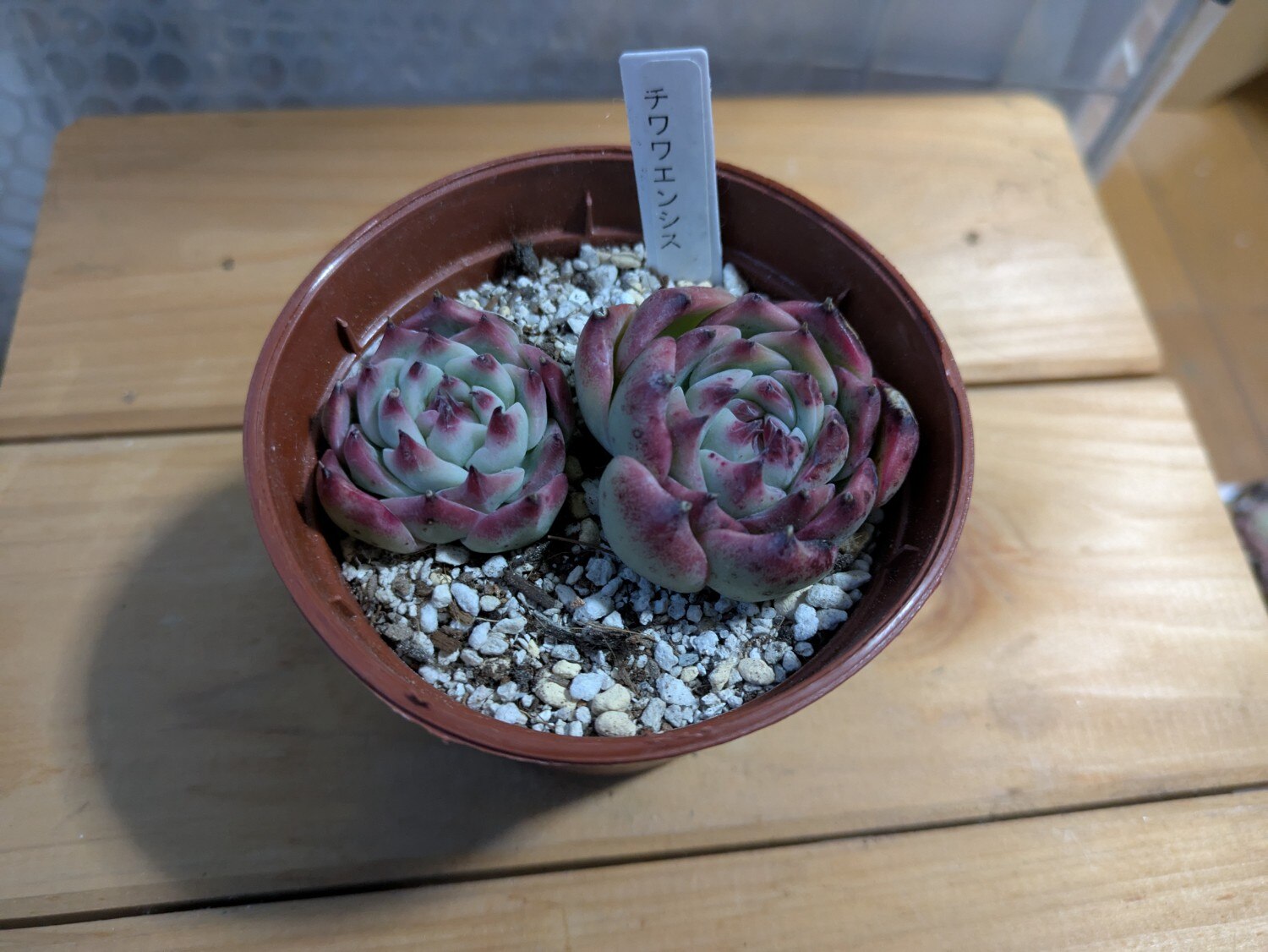 ❁﻿美苗❁チワワエンシス❁ 現品 抜き苗 多肉植物 寄せ植え 多肉植物 チワワエンシス 抜き苗 - メルカリ