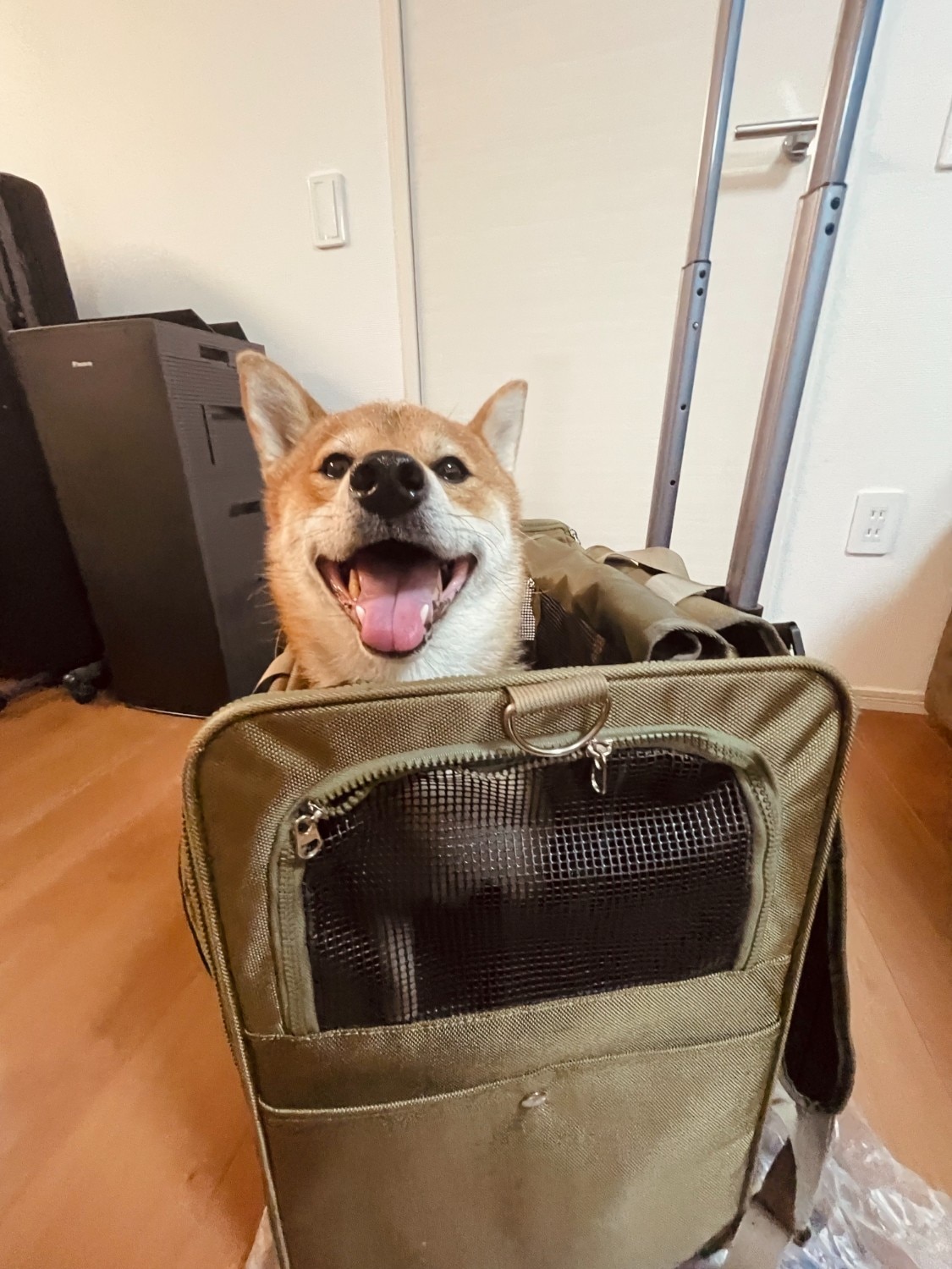 楽天市場】柴犬キャリー 大容量 ペットキャリー キャリーカート