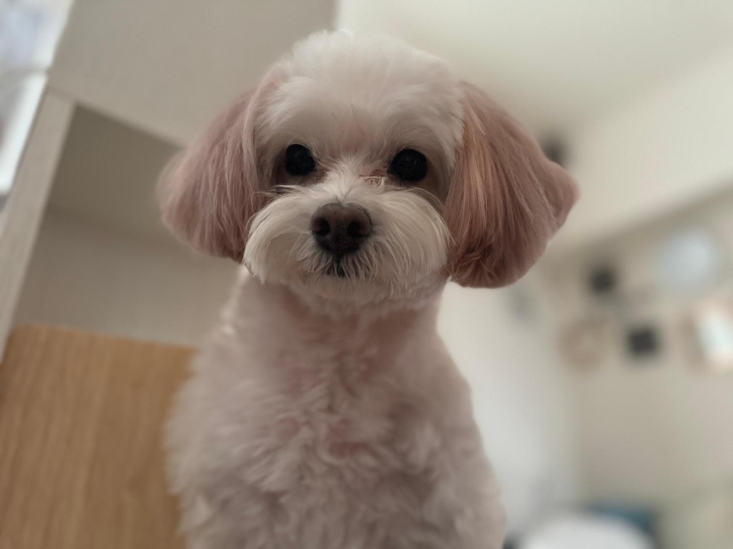 楽天1位★ ペットドライルーム ペットドライヤー 口コミ レビュー画像5