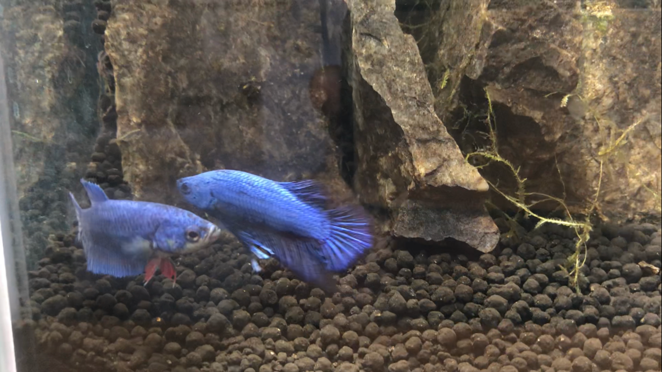 楽天市場】(熱帯魚 生体)ベタ メタリカ メス色おまかせ （約3-4cm）（1匹）【水槽/熱帯魚/観賞魚/飼育】【生体】【通販/販売】【アクアリウム/あくありうむ】【小型】(ネオス  楽天市場店) | みんなのレビュー・口コミ