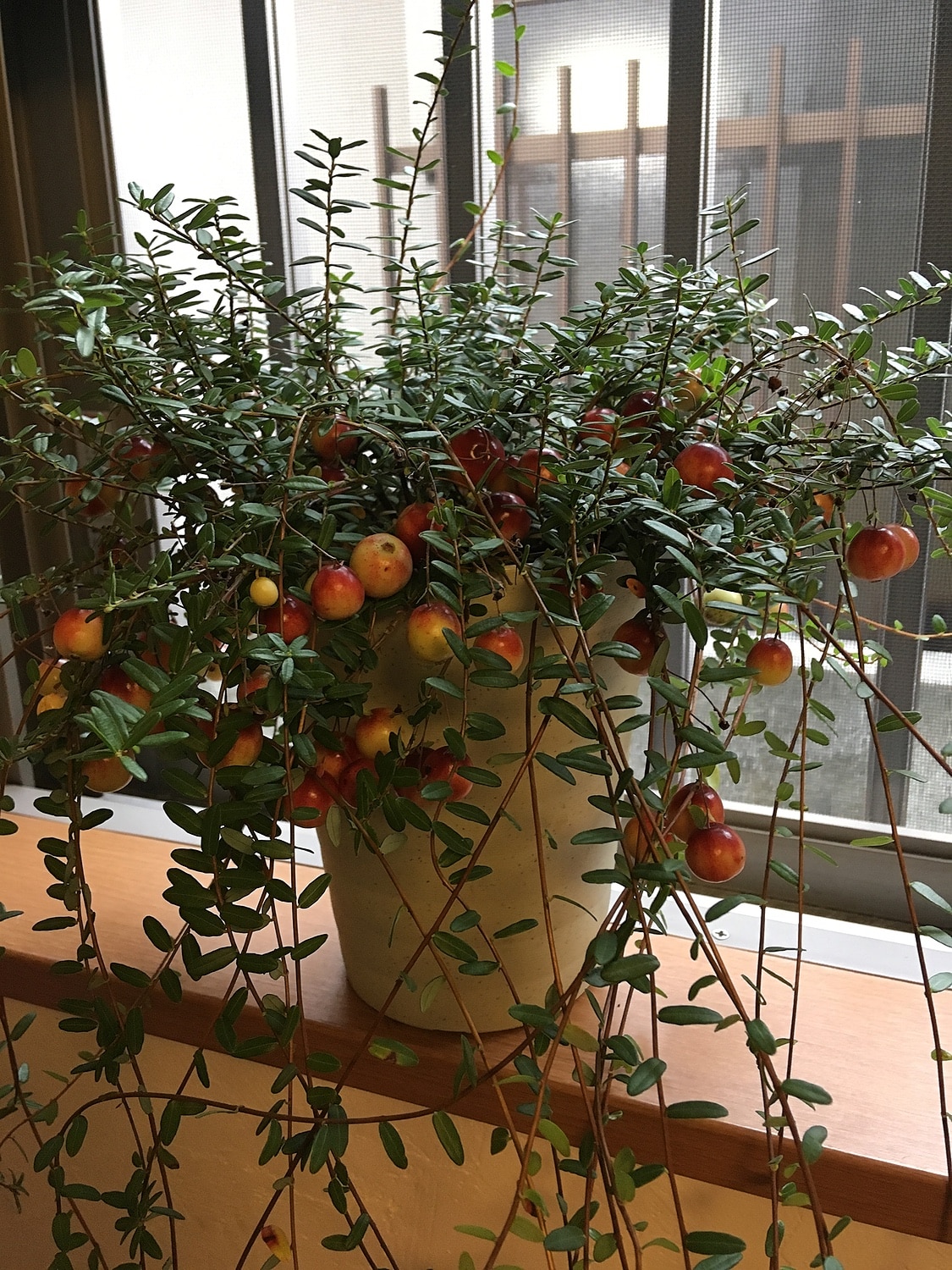 楽天市場 クランベリーツルコケモモ廣瀬さんの 良品花壇苗 廣瀬さんのクランベリーツルコケモモ4 5号鉢植え 現在実は色づいていません ペットエコ ザガーデン楽天市場店 未購入を含む みんなのレビュー 口コミ