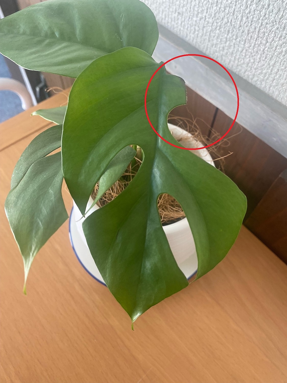 楽天市場】初心者にもオススメのヒメモンステラ！ 【観葉 植物 インテリア ギフト 贈り物 お祝い 贈答 開店 開業 開院 移転 引っ越し 父の日  母の日 法人 個人 女性 男性】 ハナポチ? ハロウィン ／【送料無料】ヒメモンステラ 4号 ラフィドフォラ・テトラスペルマ ミニ ...