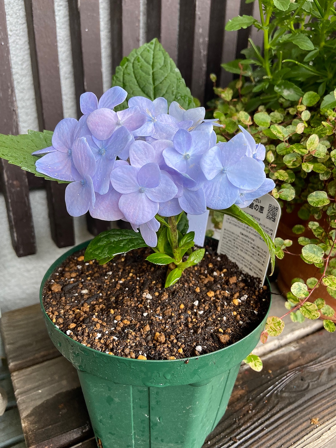 アジサイ（紫陽花・あじさい） 霧島の恵 3.5号小苗