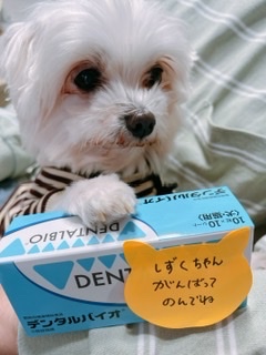 古典 送料無料 口腔ケア 犬猫用 ４個セット デンタルバイオ その他 Hlt No