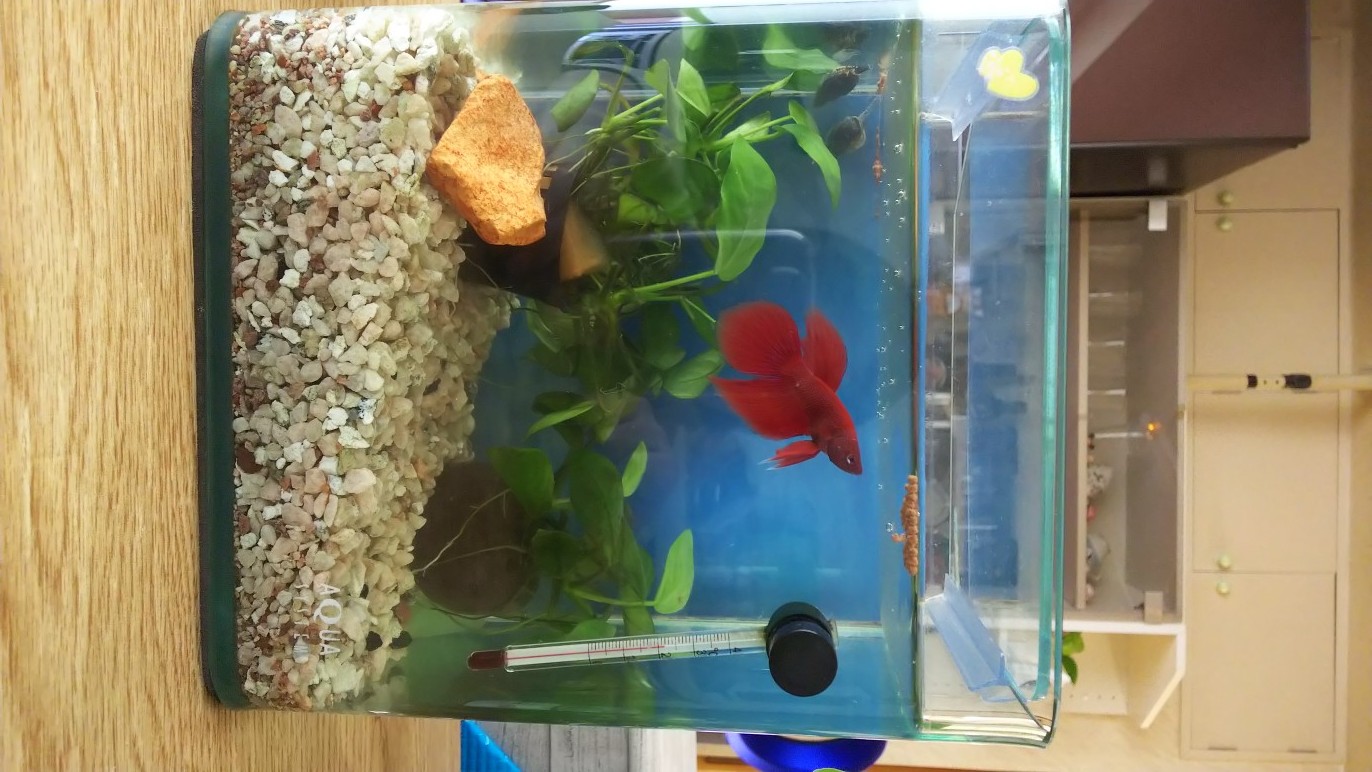楽天市場 熱帯魚 ベタ トラディショナル 赤系 オス 1匹 北海道 九州 沖縄航空便要保温 Charm 楽天市場店 みんなのレビュー 口コミ