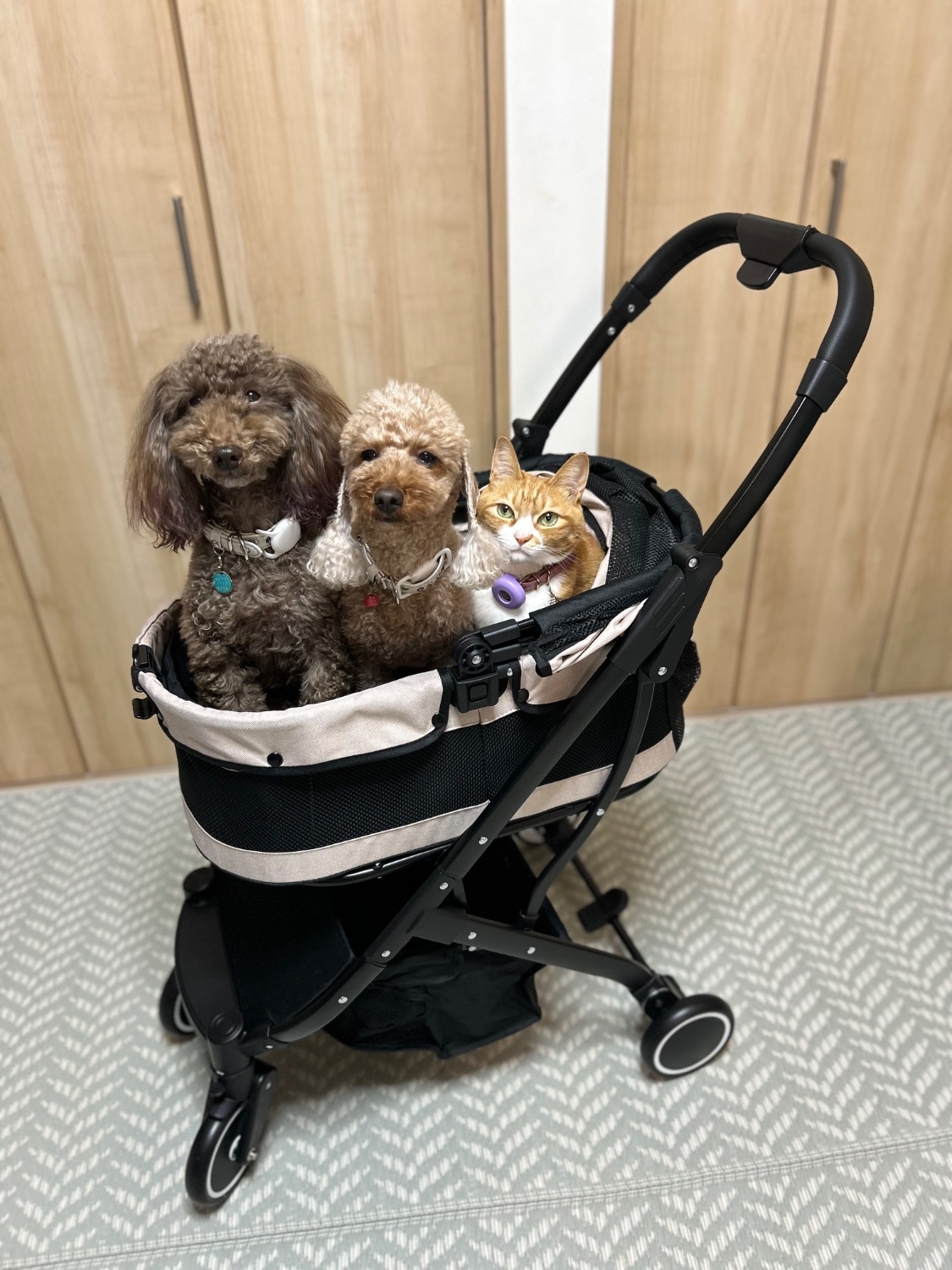 軽量ペットカート 分離式 自立可能 中型犬 小型犬 折りたたみ アルミニウム 多頭 犬カート 分離両用 4輪 ストッパー ペットカート 犬カート ペットバギー レビュー画像11
