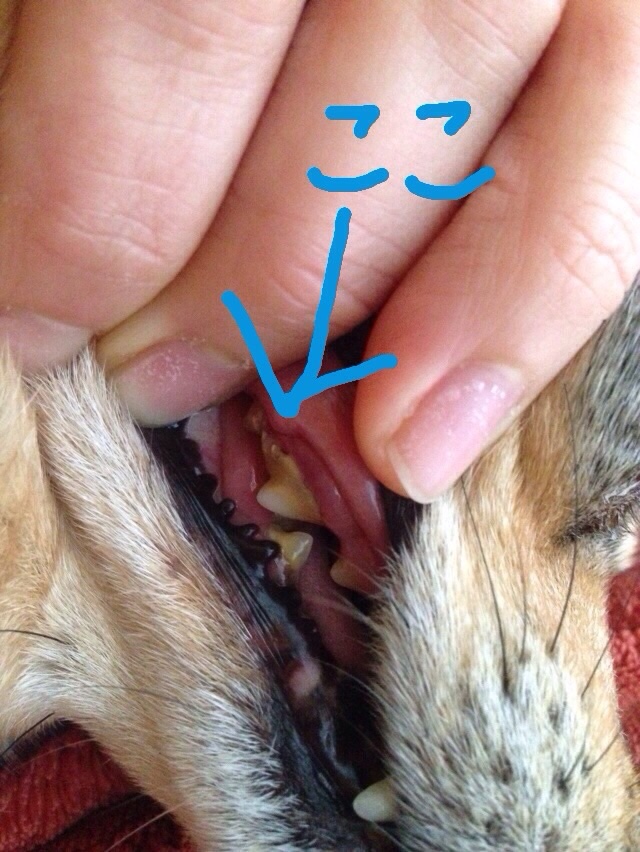 楽天市場 犬猫 歯磨き 歯石とり 歯垢 対策をサポート Dr Yujiro パーフェクトセット 約3カ月分 5000頭以上の犬の歯石除去 歯石取り を行ってきた獣医師が開発 わんこの歯医者さん 通販事業部 画像 動画あり みんなのレビュー 口コミ