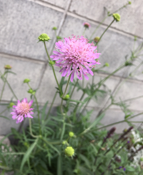 楽天市場 クナウティア アルベンシス おぎはら植物園 みんなのレビュー 口コミ