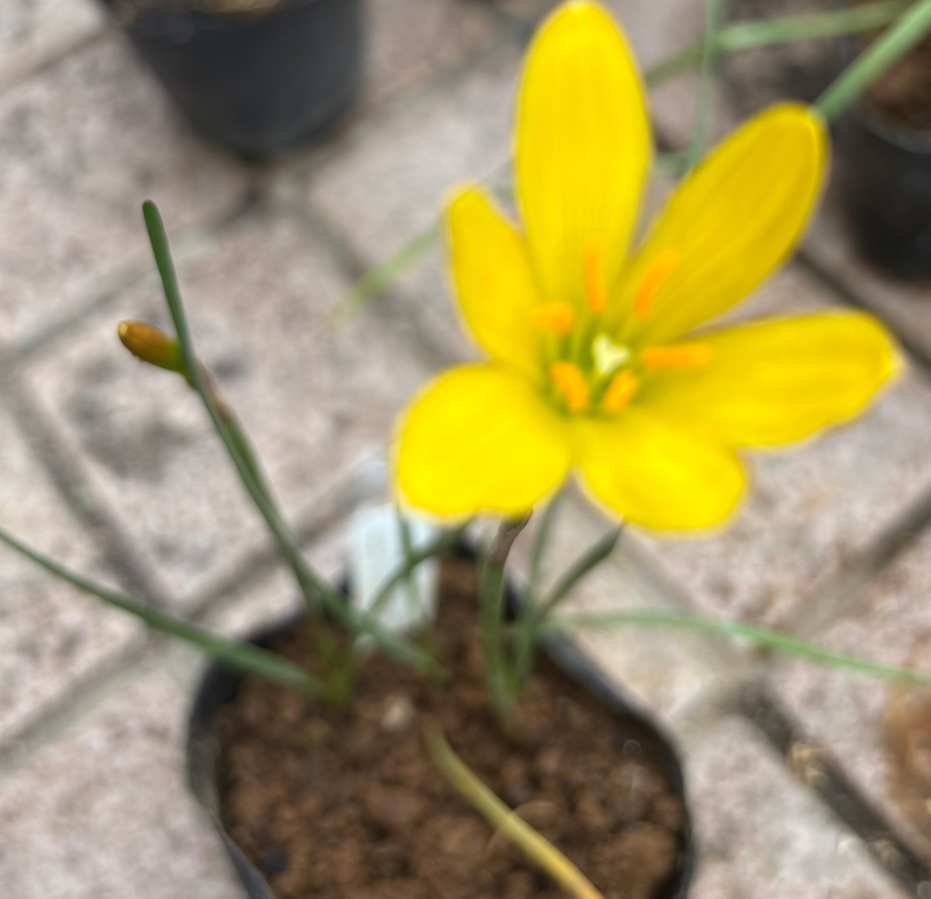 楽天市場】花苗 多年草 花 ゼフィランサス レインリリー ハブランサス