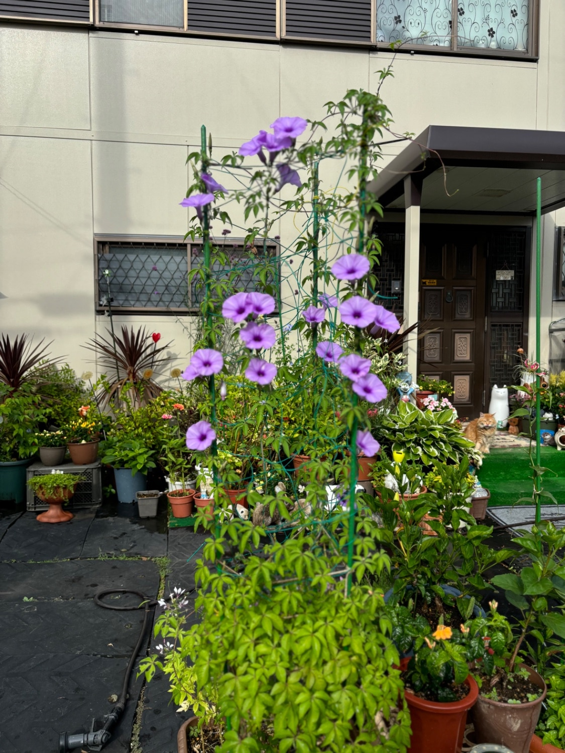 天然活力剤 HB-101 100cc活力剤 植物 活性液 植物活力剤 100ml フローラ HB101 花 植物活性剤  HB101 植物活力剤 天然活力剤 レビュー画像7