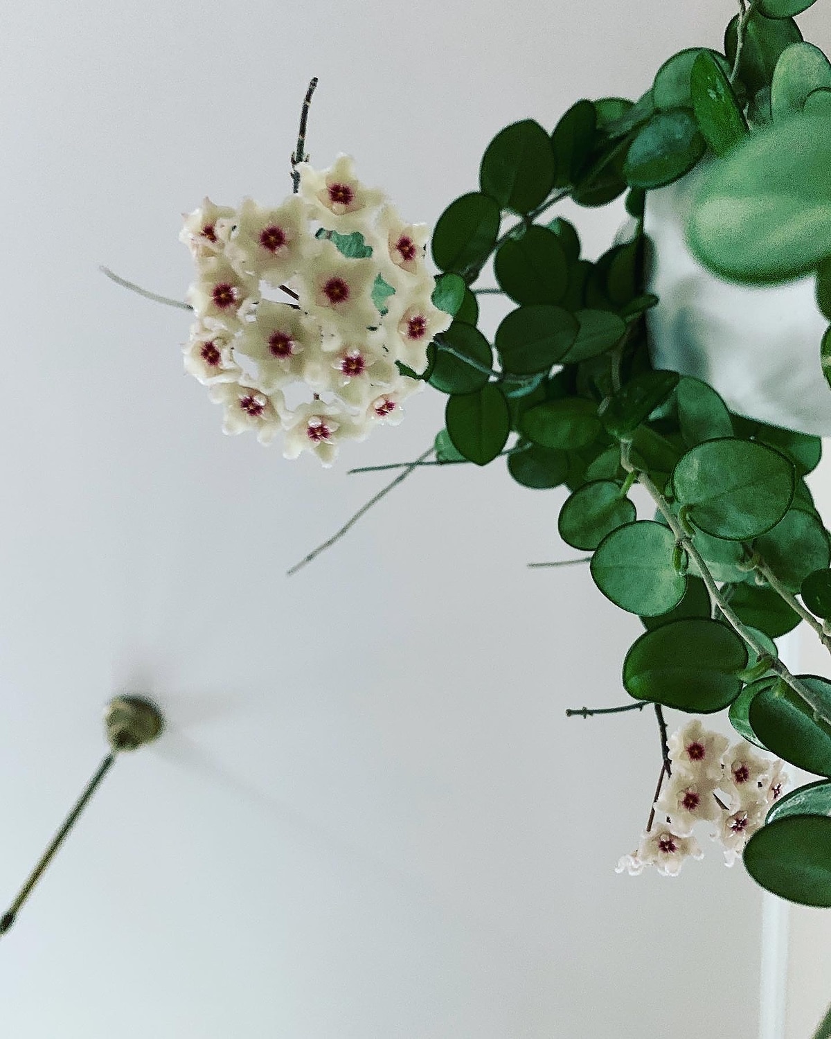 好評 ホヤ マチルダ 花 沢山 いっぱい咲いてます 植物 観葉植物