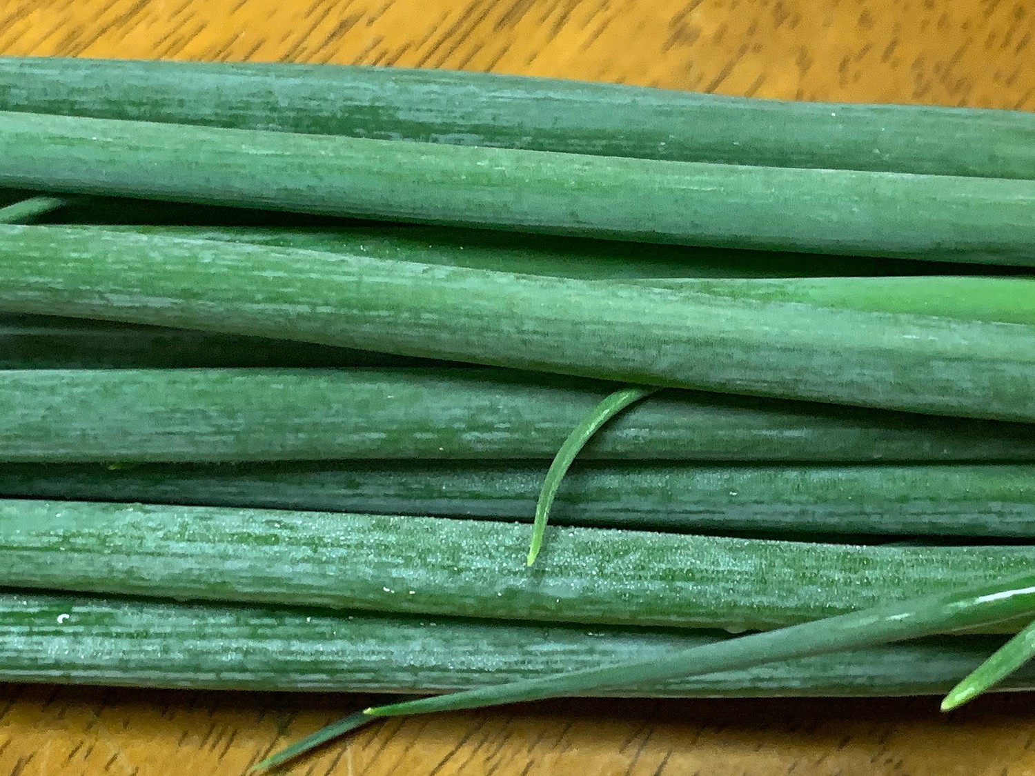 好評 小ねぎ 小葱 1束100ｇ 福岡 九州産