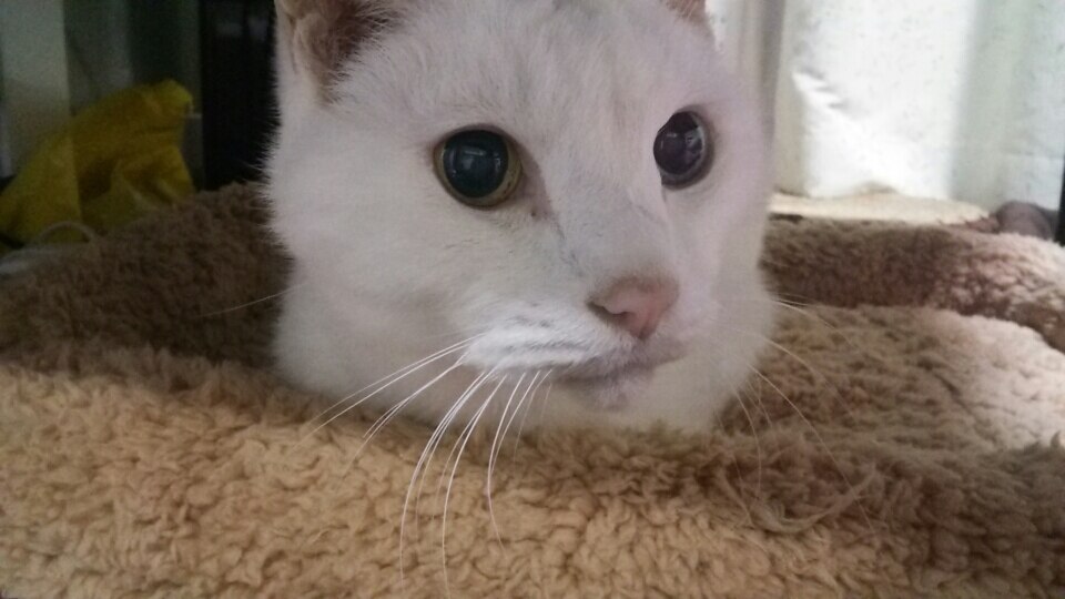 楽天市場】【スケアクロウ】犬猫用パンフェノンS 120粒【送料無料 