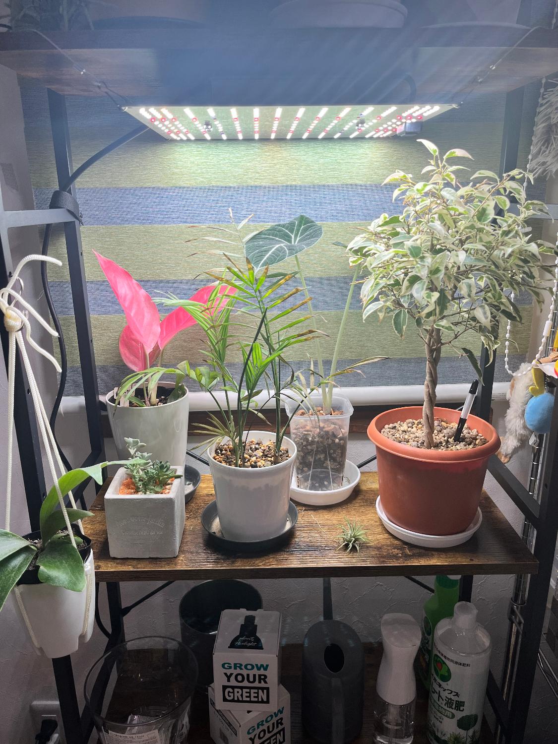 楽天市場】BRIM(ブリム) 公式 植物育成ライト PANEL Y 100W/65W LED