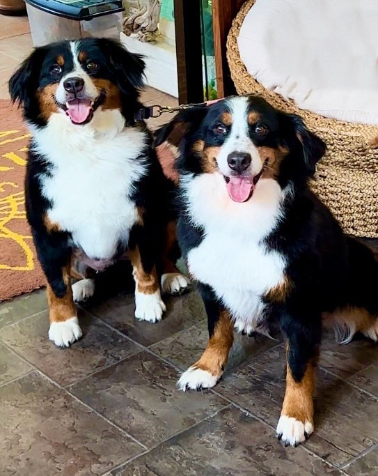 楽天市場】AZ アゼットドッグフード アダルト(成犬用) 10kg ブリーダー