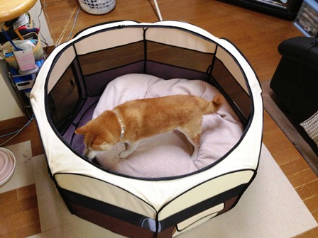 楽天市場 ポイント5倍 24日13 59まで 犬 ゲージ ペットサークル ケージ 折りたたみ サークル 犬 ケージ いぬ メッシュサークル 折り畳み おしゃれ Lサイズ 介護 徘徊 屋外 アウトドア 防災 避難 小型犬用 中型犬用 屋内 室内 小動物用ケージ ラビットケージ Pet館