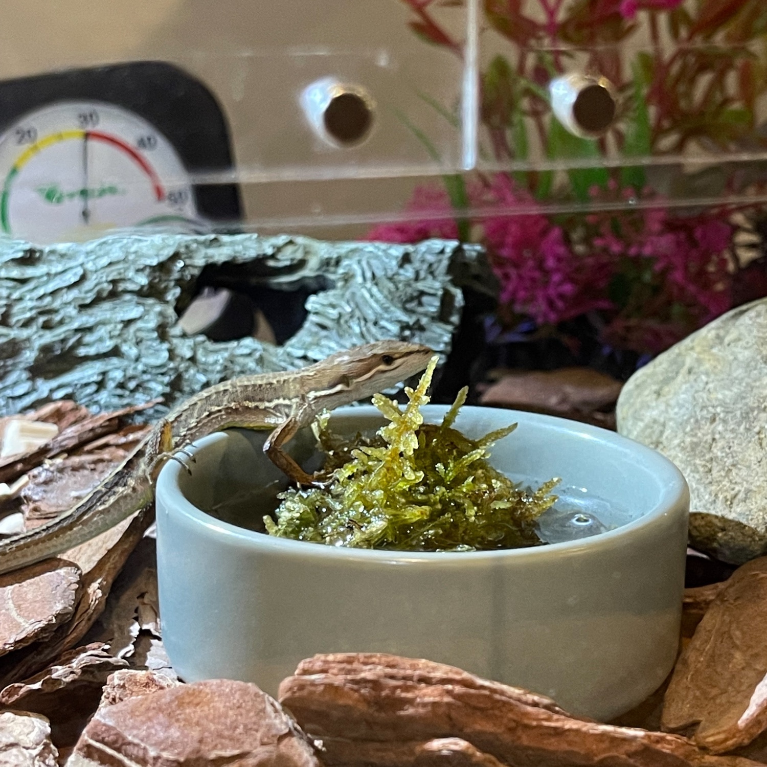 爬虫類ケージ(ガレージモデルA) 爬虫類ケージ(ガレージモデルA) 爬虫類ケージ(ガレージモデルA)