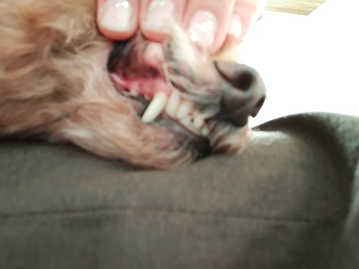楽天市場 犬猫 歯磨き 歯石とり 歯垢 対策をサポート Dr Yujiro パーフェクトセット 約3カ月分 5000頭以上の犬の歯石除去 歯石取り を行ってきた獣医師が開発 わんこの歯医者さん 通販事業部 50代以上 女性 みんなのレビュー 口コミ
