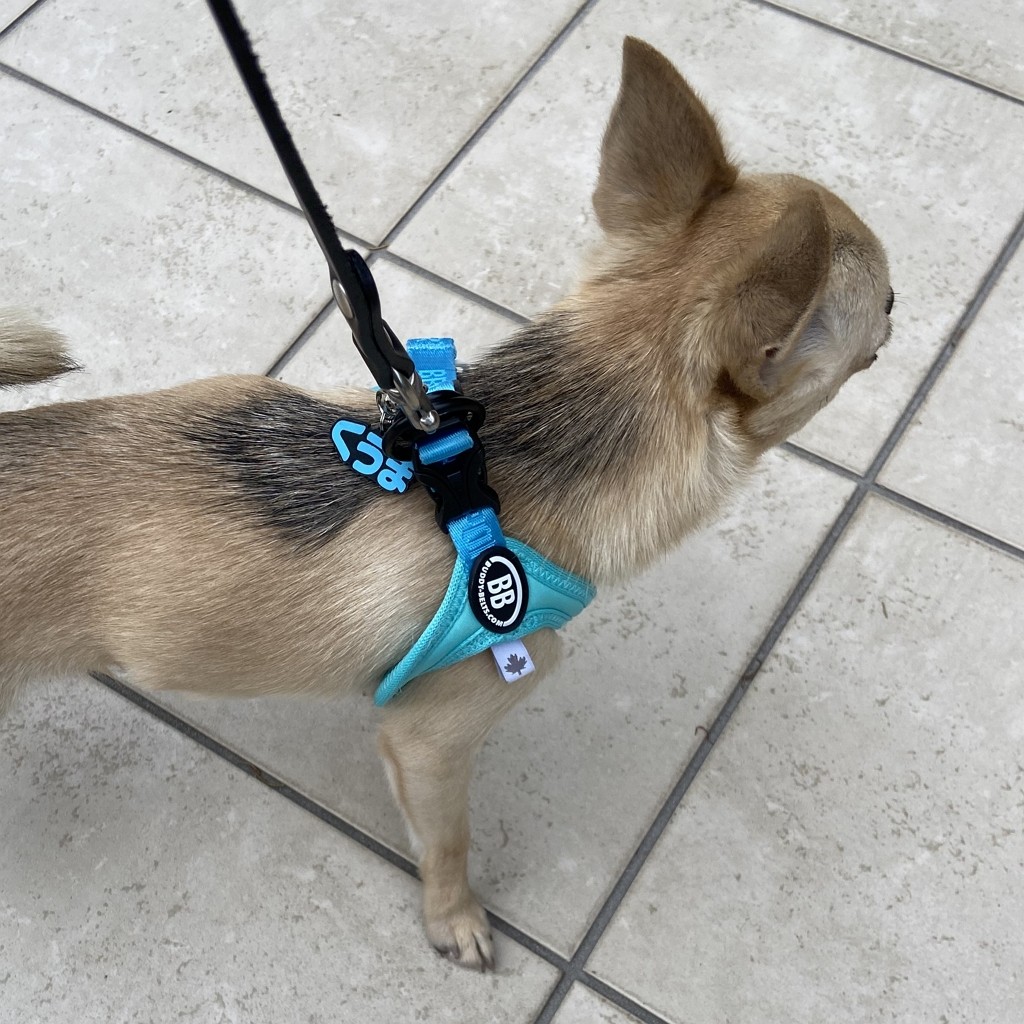 楽天市場】ペットのなふだ neo 【 迷子札 】犬 猫 大きい 小