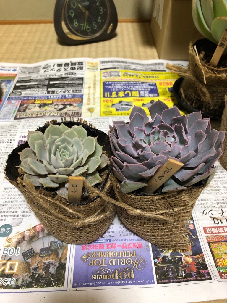 楽天市場 ブルーヘロン エケベリア属 多肉植物 9cmポット観葉植物 雑貨 おすすめ インテリア 暮らし 室内 植物 育て方 サボテン 多肉 多肉植物専門店 ビスタ 画像 動画あり みんなのレビュー 口コミ