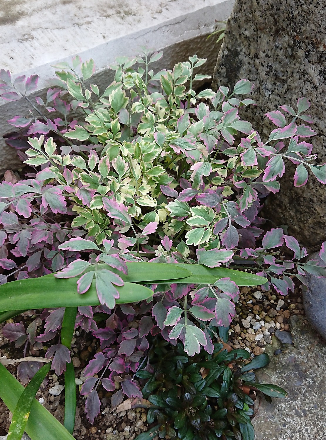 楽天市場 セリ フラミンゴ おぎはら植物園 みんなのレビュー 口コミ