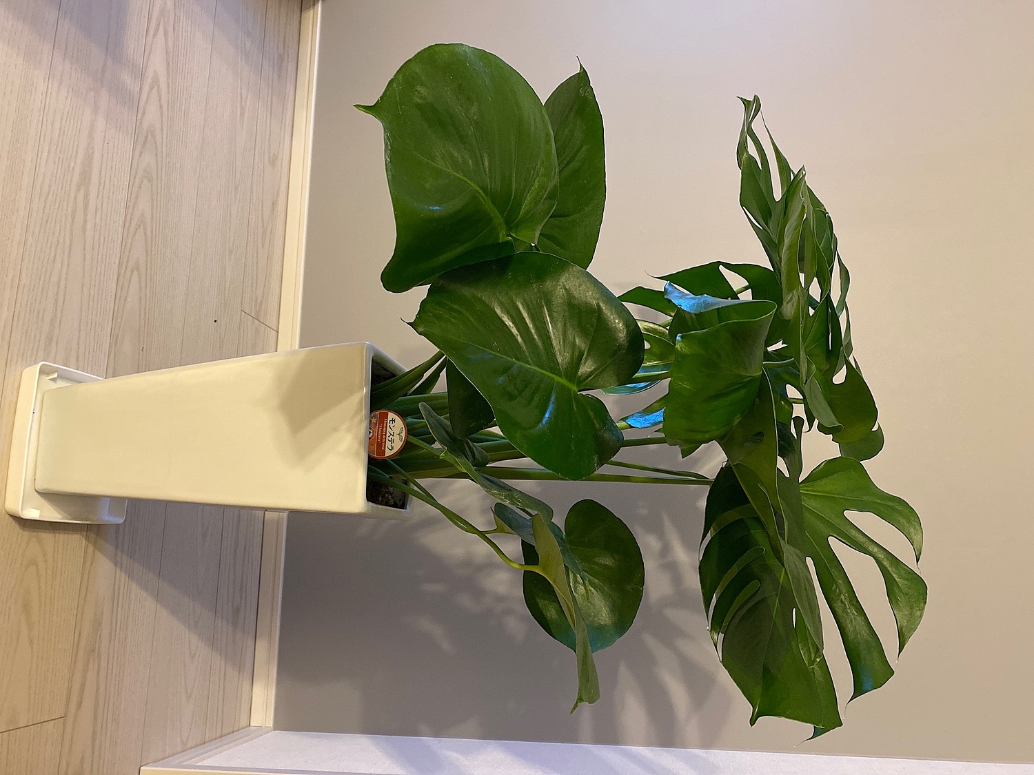 益城復興祈念 モンステラ 7寸 九州産 観葉植物 インテリア 高陶器 上辺17cm 高さ約40cm 花瓶下辺12 5cm 送料無料 国産 植物