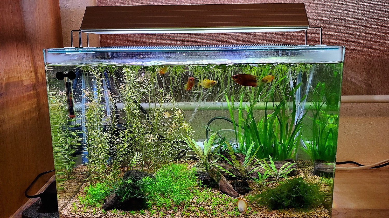 アクロ ＴＲＩＡＮＧＬＥ ＬＥＤ ＧＲＯＷ ４５０ 熱帯魚 アクアリウム 