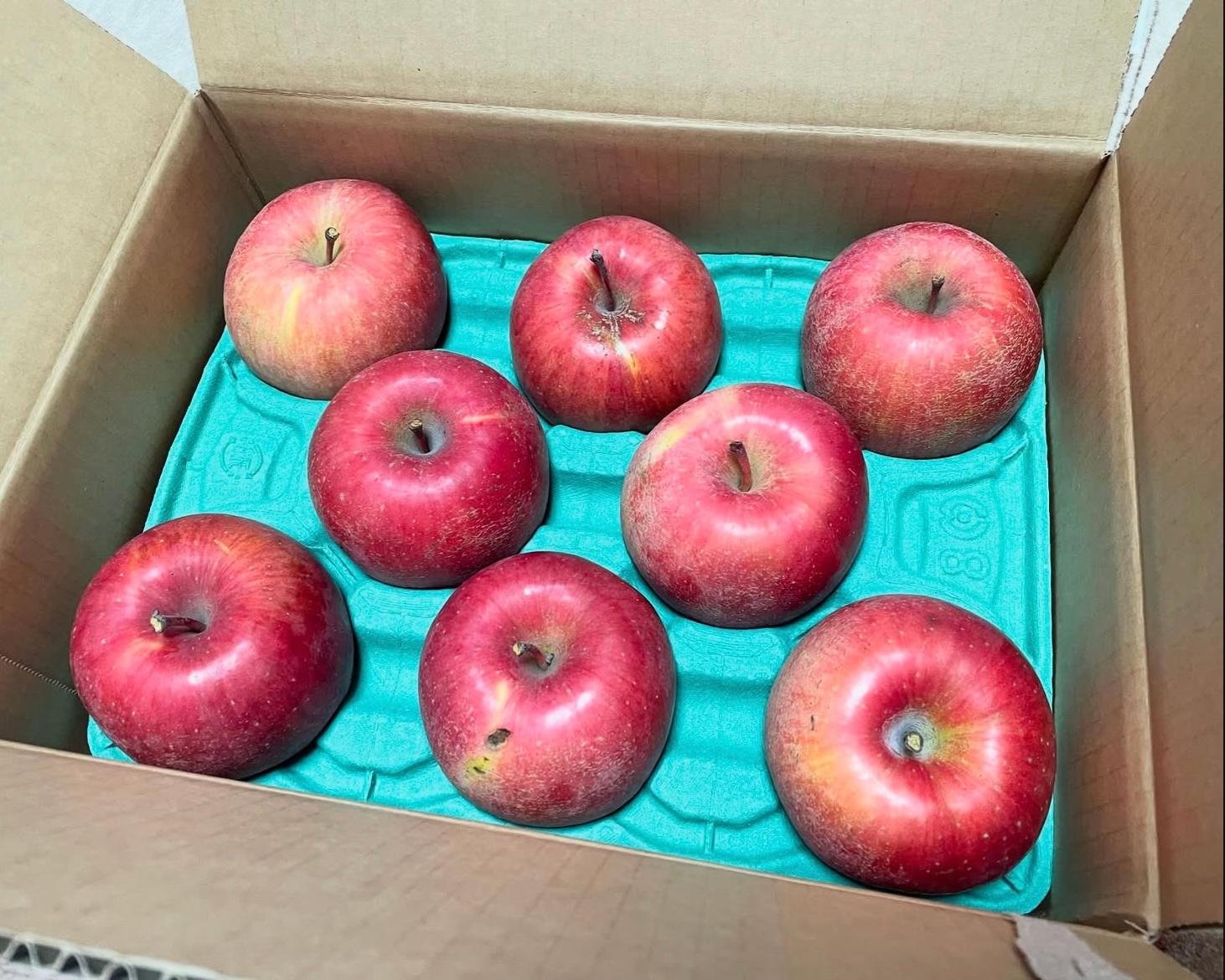 ふるさと納税 訳ありりんご サンふじ レビュー画像3