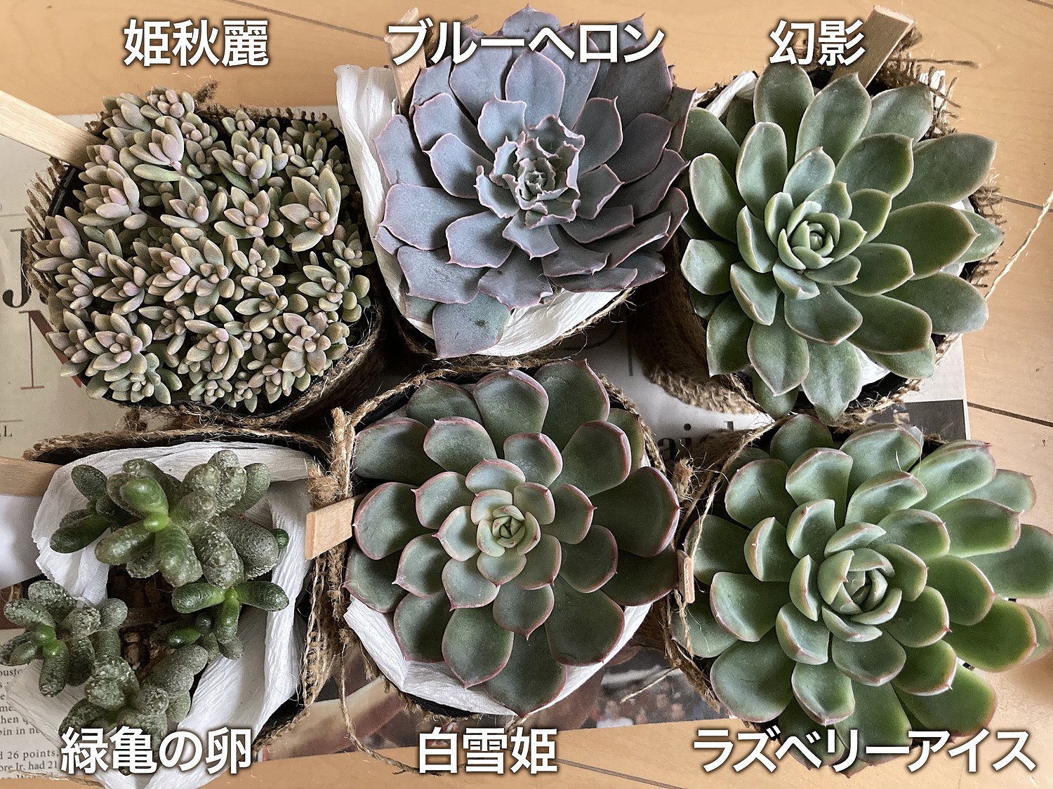 楽天市場】姫秋麗 グラプトペタルム属 多肉植物 9cmポット観葉植物