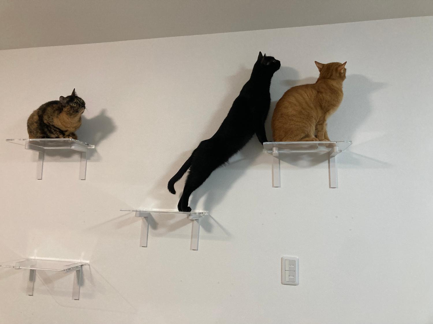 楽天市場】キャットステップ animacolle アニマコレ Catroad+ キャット