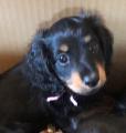 楽天市場 ロイヤルカナン 犬用 満腹感サポート 小型犬用 S 3kg ロイヤルカナン療法食 本間アニマルメディカルサプライ みんなのレビュー 口コミ 楽天市場 ロイヤルカナン 犬用 満腹感サポート 小型犬用 S 3kg ロイヤルカナン療法食 本間アニマルメディカルサプライ みんなのレビュー 口コミ