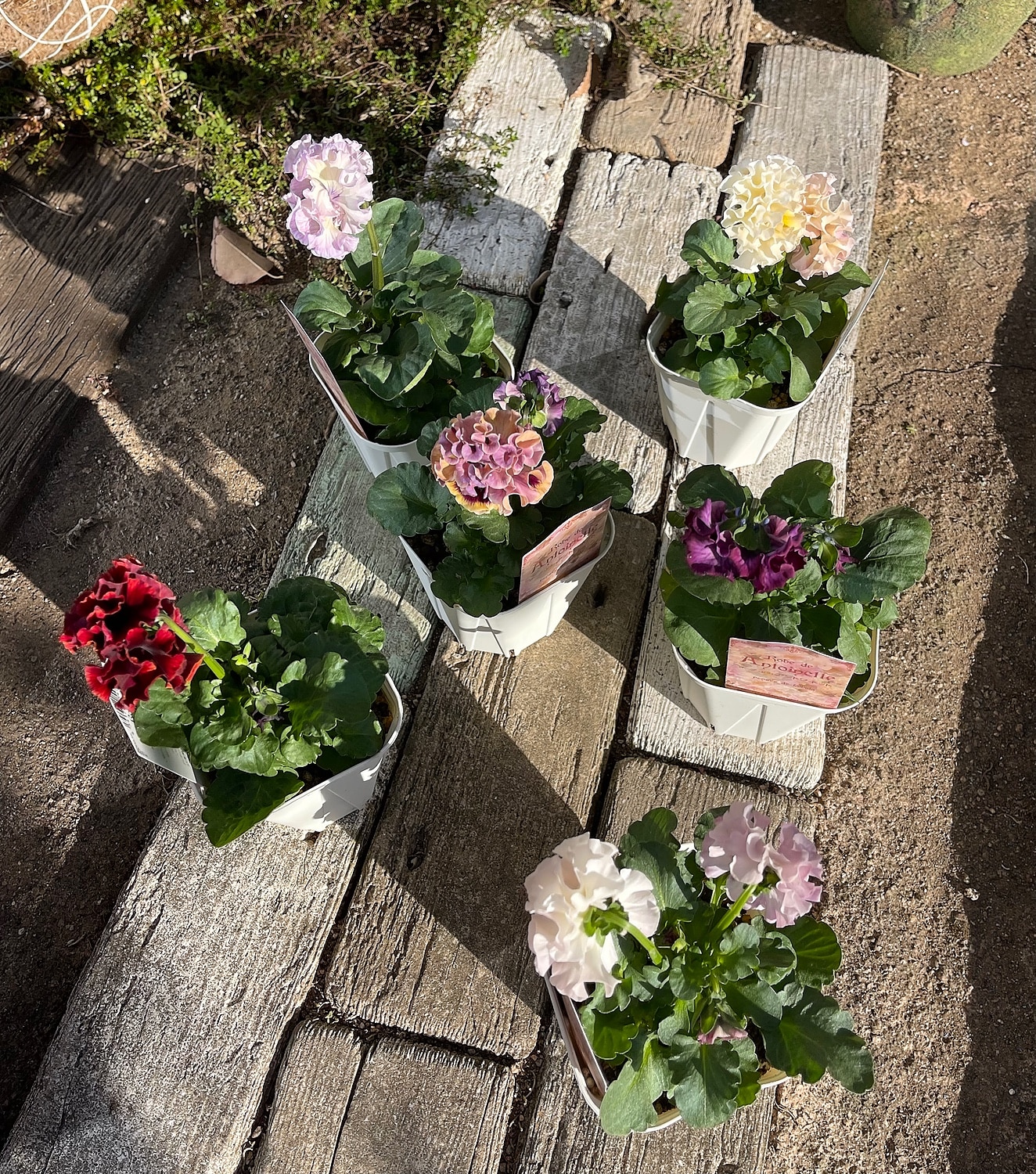 楽天市場】【予約】八重咲きフリル パンジー ローヴ・ドゥ