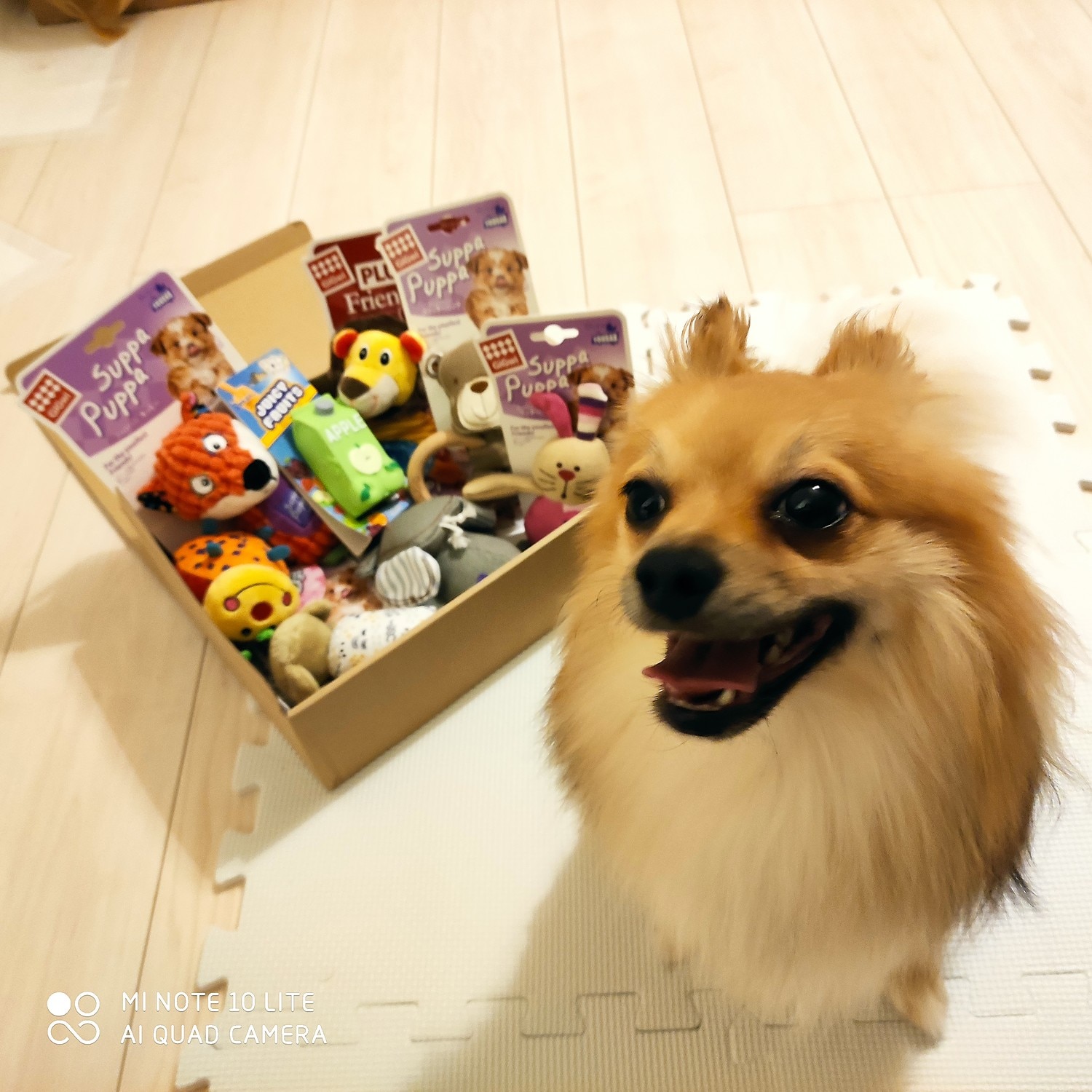 楽天市場 犬 おもちゃ セット ぬいぐるみ ギフト プレゼント おもちゃの詰め合わせ Box フリーバード Freebird フリバ おもちゃボックス おもちゃbox おもちゃぼっくす Free Bird みんなのレビュー 口コミ