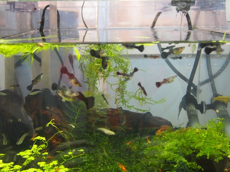 楽天市場 熱帯魚 フルブラック グッピー 国産グッピー 1ペア 北海道 九州 沖縄航空便要保温 Charm 楽天市場店 未購入を含む みんなのレビュー 口コミ