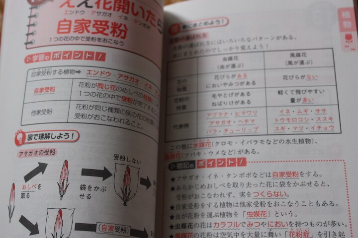 度付き対応可 中学受験 ここで差がつく ゴロ合わせで覚える理科85 即日発送 本 その他 Www Zantia Com