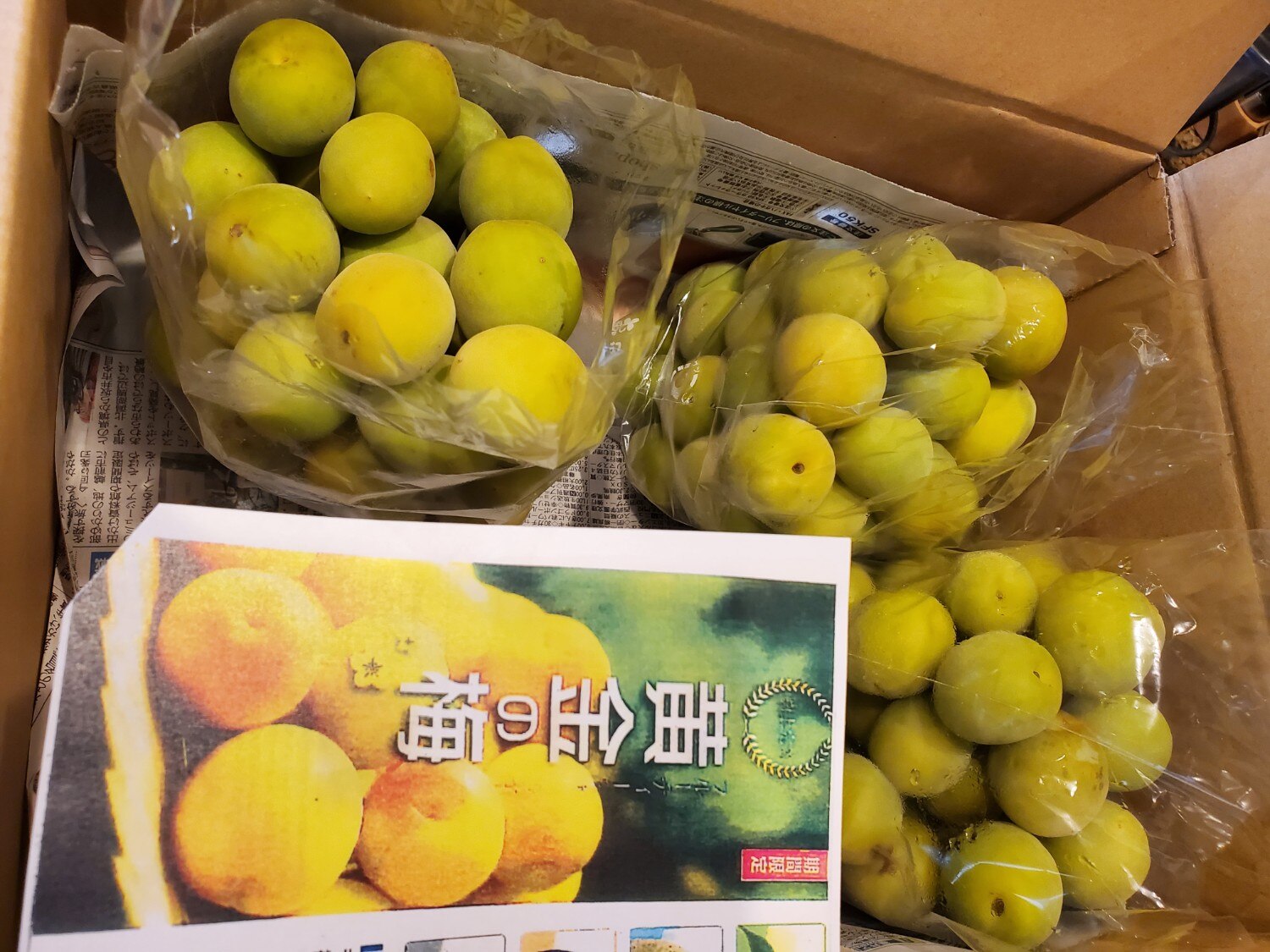 福井県産新平太夫梅約10kg 新鮮秀品 完熟サイズ不揃い