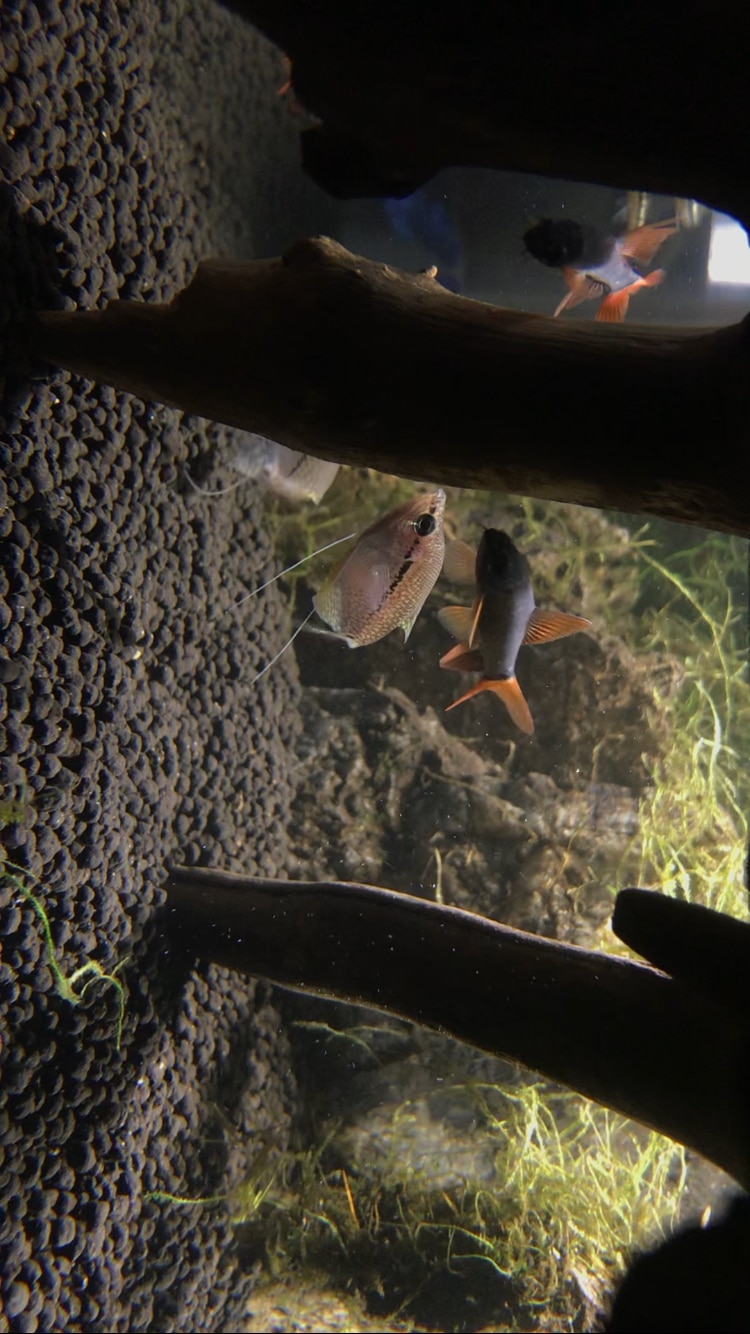 楽天市場 熱帯魚 生体 レインボーシャーク 約4cm 3匹 ネッタイギョ 水槽 熱帯魚 観賞魚 飼育 生体 通販 販売 アクアリウム あくありうむ 小型 ネオス 楽天市場店 みんなのレビュー 口コミ