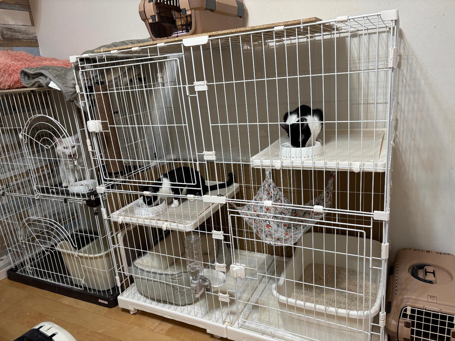 購入者レビュー写真