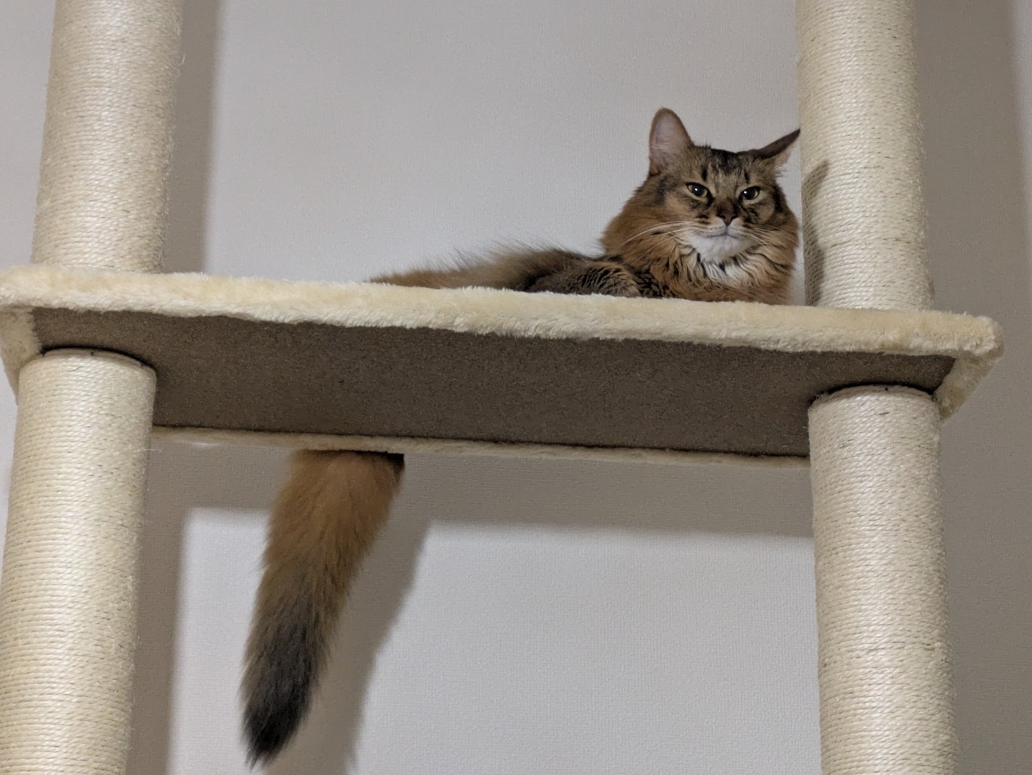 キャットツリー 猫タワー 突っ張りキャットタワー レビュー画像3