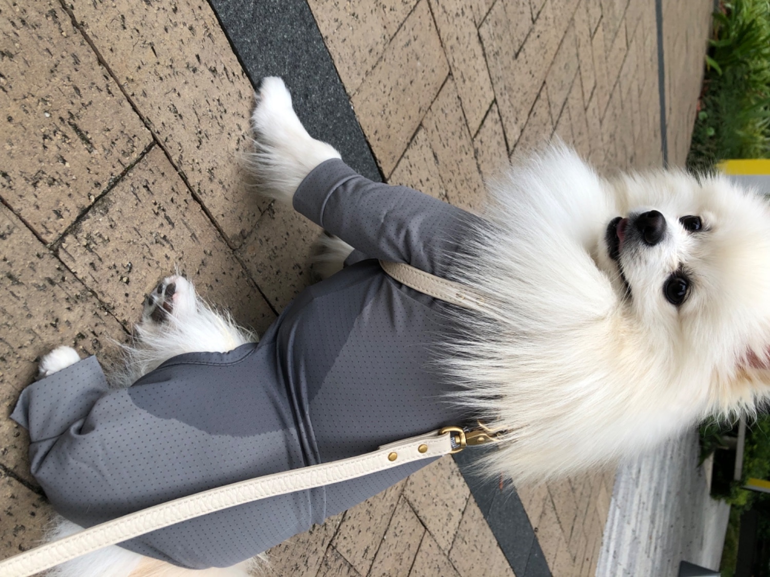 マンダリンブラザーズ 防虫 服 犬 抜け毛 対策 インナー 夏服 虫よけ クール 接触冷感 ネッククーラー インセクトシ マンダリンブラザーズ インセクトシールド スキンタイトスーツ レビュー画像15